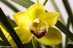 Foto Fiori